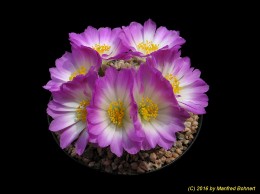 Mammillaria luethyi 780